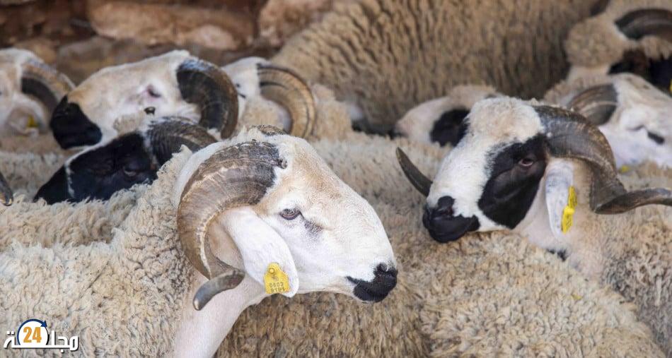 إحصاء القطيع الوطني: تسجيل ارتفاع في أعداد رؤوس الماشية