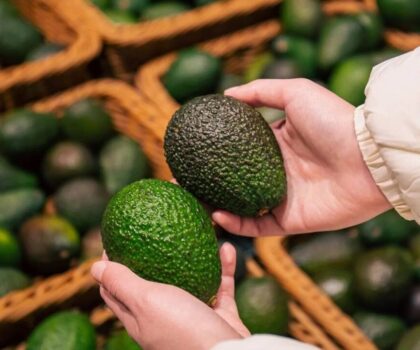 موجات الحرارة تخفض إنتاج الأفوكادو في المغرب بنحو 50 ألف طن