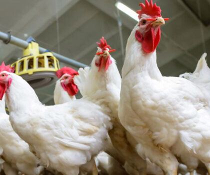 ارتفاع أسعار الدجاج والبيض يثقل كاهل الأسر المغربية وسط موسم الأعراس وتزايد تكاليف الإنتاج