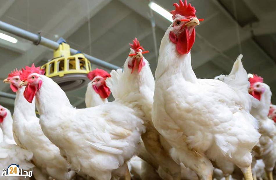 ارتفاع أسعار الدجاج والبيض يثقل كاهل الأسر المغربية وسط موسم الأعراس وتزايد تكاليف الإنتاج