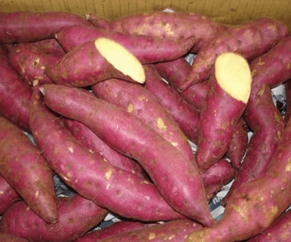 البطاطا الحلوة.. غذاء غني يدعم المناعة ويحارب السرطان ويحسّن الهضم