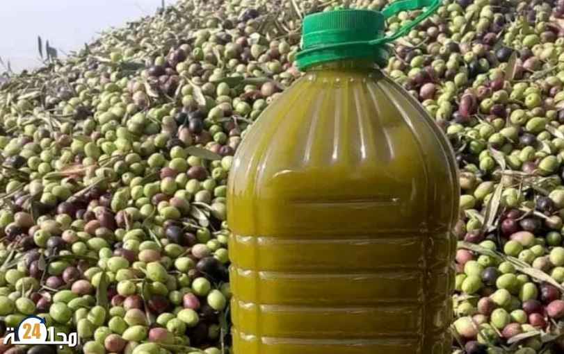 زيت الزيتون في المغرب.. تراجع في الإنتاج وارتفاع في الأسعار وعملية الاستيراد لن تحل الأزمة