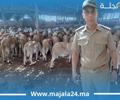 انطلاق عملية ترقيم المواشي بقيادة بني يكرين ضواحي سطات