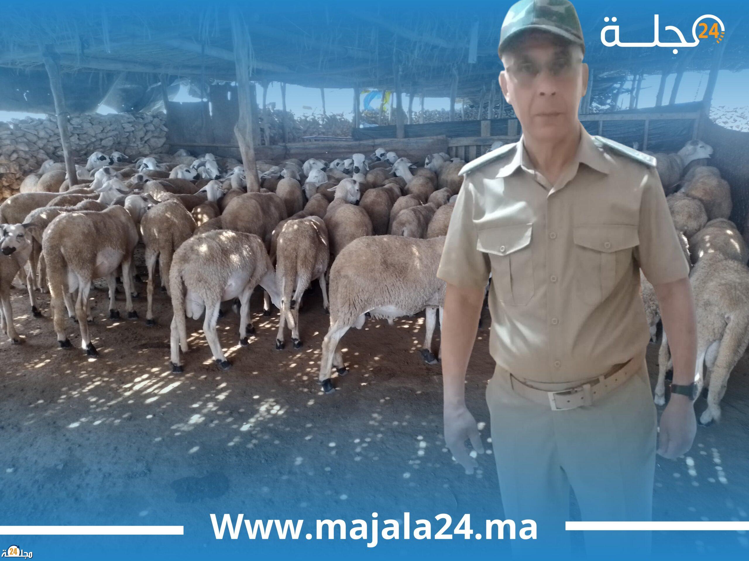 انطلاق عملية ترقيم المواشي بقيادة بني يكرين ضواحي سطات