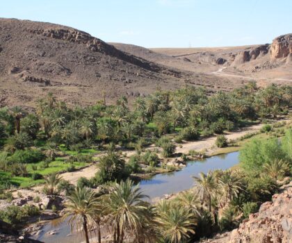 واحات المغرب على شفير الإندثار : صرخة الطبيعة و المجتمعات ضد الجفاف و التخلي