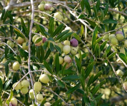 زيتون تحت الهجوم : مزارعو الضفة الغربية يجمعون الثمار و خطر المستوطنين يداهم الحصاد