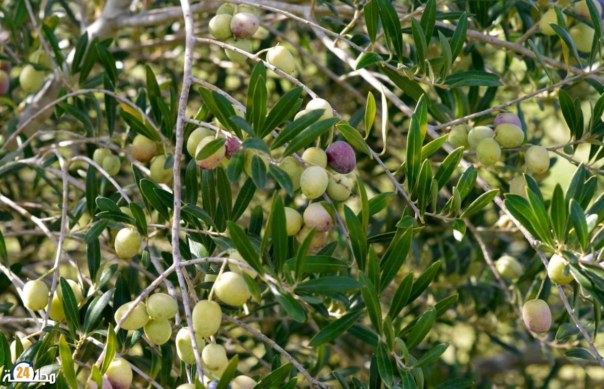 زيتون تحت الهجوم : مزارعو الضفة الغربية يجمعون الثمار و خطر المستوطنين يداهم الحصاد
