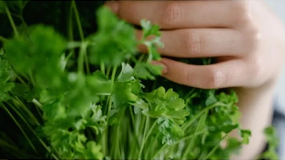 أقدم الأعشاب في العالم.. تخفف الالتهابات وتقلل القلق وتنظم السكر في الدم