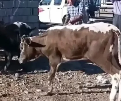 بقرة معروضة للبيع بسوق بسطات تقود إلى سقوط عناصر شبكات الفراقشية بالجديدة