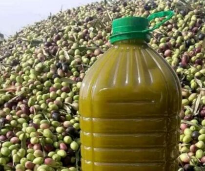 أونسا تنفي إرجاع أي شحنة من زيت الزيتون المغربي من أوروبا