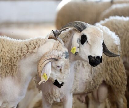 الحكومة تكشف عدد المستفيدين من الدعم المباشر لمربي الماشية