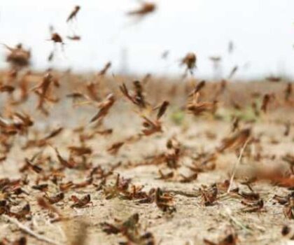 نواكشوط .. هبة مغربية لدعم جهود موريتانيا في مكافحة آفة الجراد
