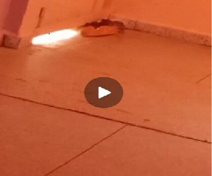 ثانوية الإمام الغزالي التأهيلية وفيديو الجردان