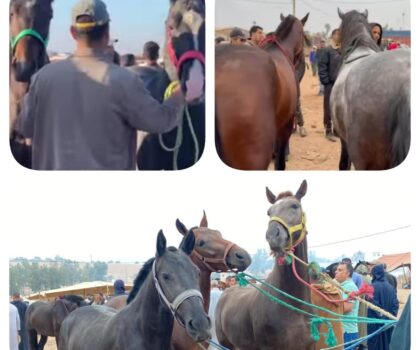 السرقة و سوء التنظيم يهددان مستقبل بائعي الخيول بسطات …