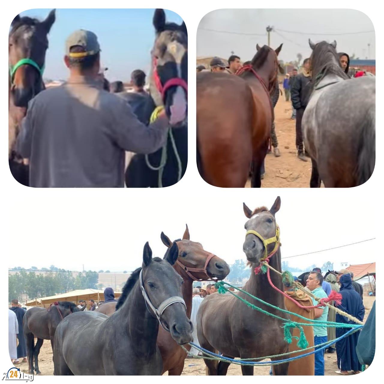 السرقة و سوء التنظيم يهددان مستقبل بائعي الخيول بسطات …