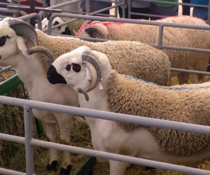 ارتفاع أسعار الأعلاف يهدد قطاع تربية المواشي ببني مسكين