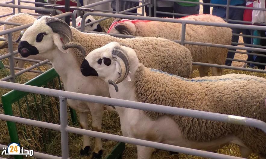 ارتفاع أسعار الأعلاف يهدد قطاع تربية المواشي ببني مسكين