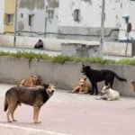 الداخلية تخصص 117 مليون درهم لتعزيز الأمن الصحي ومكافحة الحيوانات الضالة