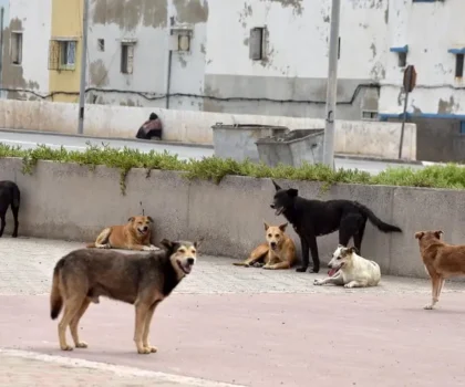 الداخلية تخصص 117 مليون درهم لتعزيز الأمن الصحي ومكافحة الحيوانات الضالة