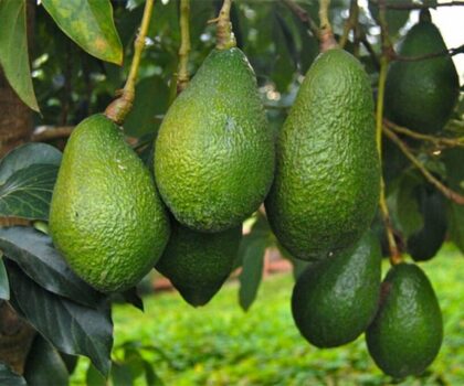 المغرب يتربع على قائمة الدول العربية المنتجة للأفوكادو