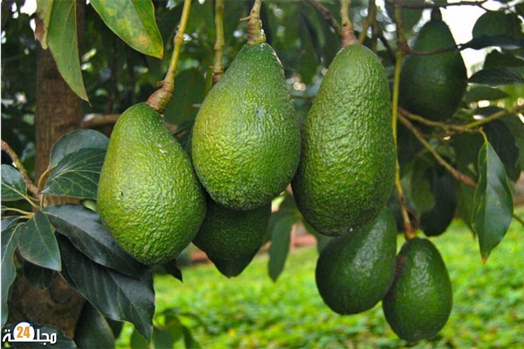 المغرب يتربع على قائمة الدول العربية المنتجة للأفوكادو