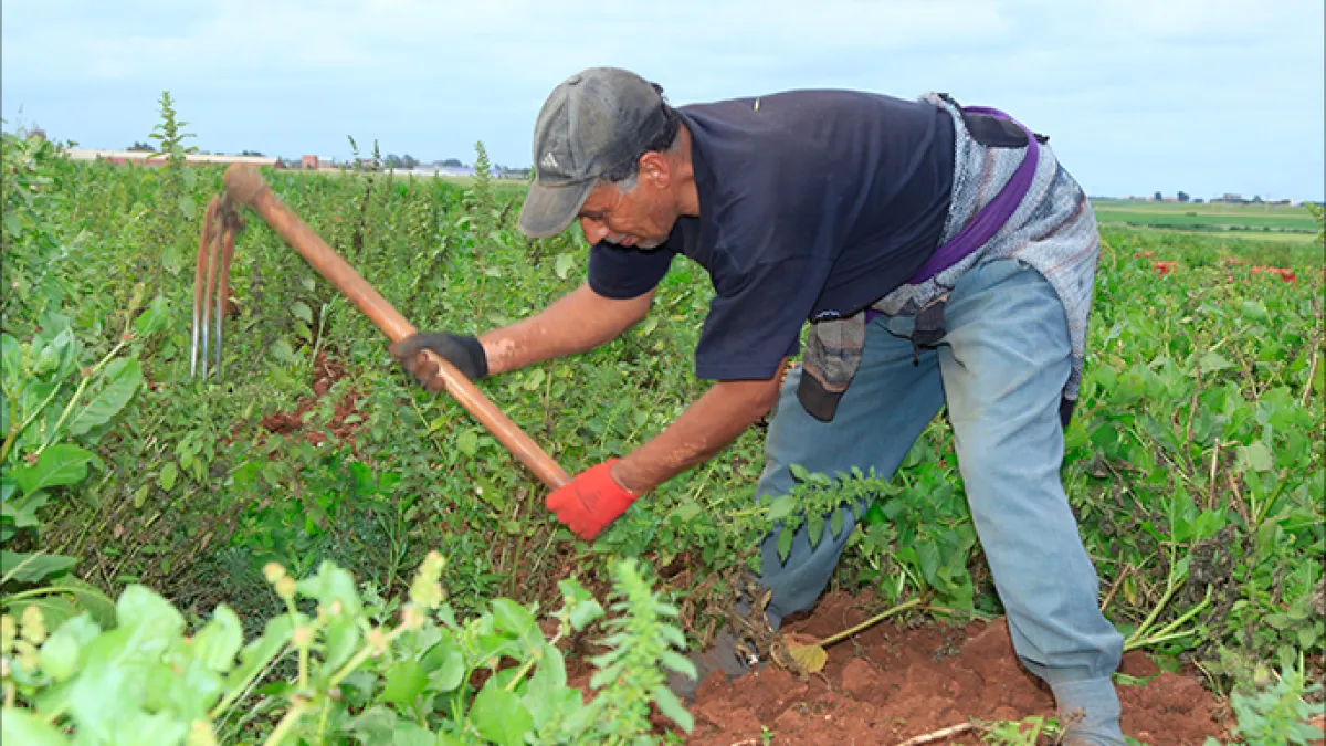 التساقطات المطرية الأخيرة تبشر بموسم فلاحي جيد