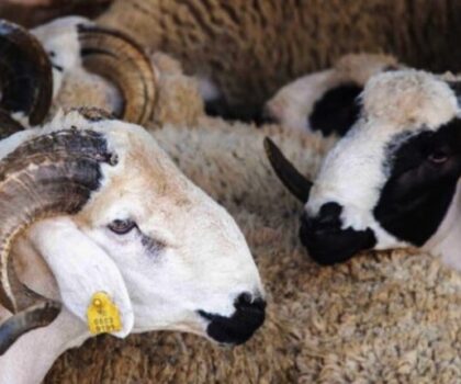 اختلالات في ربط إحصاء القطيع بصرف الدعم تثير تساؤلات برلمانية