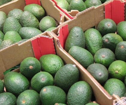 بالنظر الى جودة المنتوج.. ألمانيا تستورد الأطنان من الأفوكادو المغربي