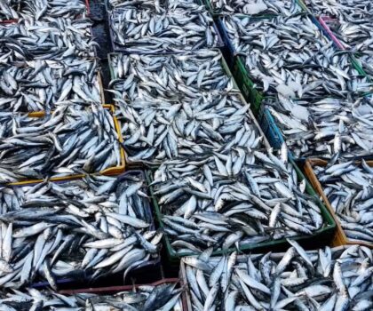 ميناء العيون: تفريغ كميات كبيرة بعد أسبوع من استئناف صيد السردين