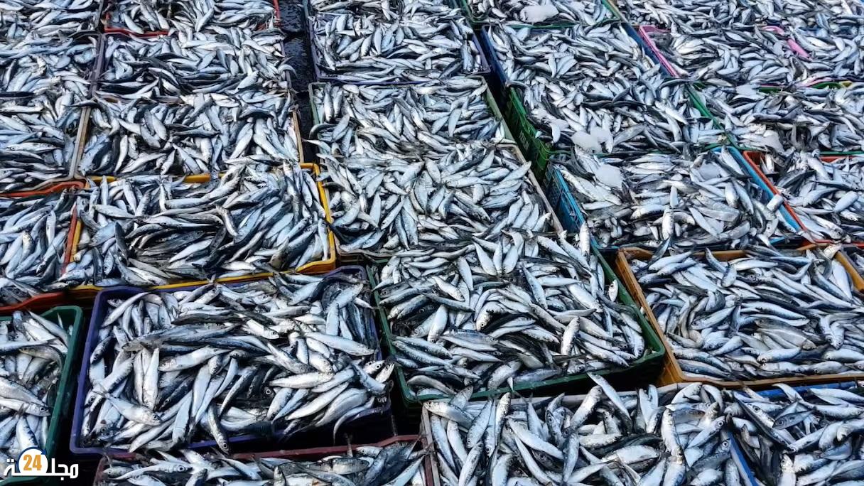 ميناء العيون: تفريغ كميات كبيرة بعد أسبوع من استئناف صيد السردين