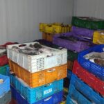 الدرك الملكي يحجز 5 أطنان من المصطادات البحرية ويوقف مشتبه فيهم