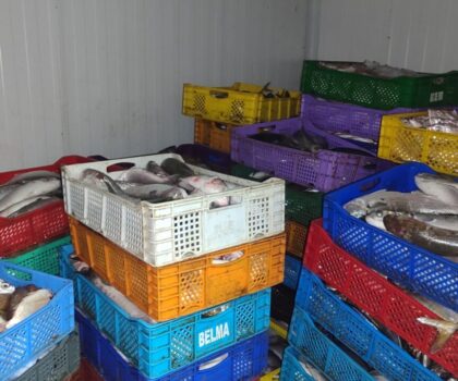 الدرك الملكي يحجز 5 أطنان من المصطادات البحرية ويوقف مشتبه فيهم