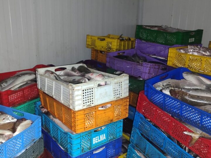 الدرك الملكي يحجز 5 أطنان من المصطادات البحرية ويوقف مشتبه فيهم