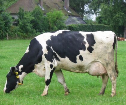 إعدام أكثر من 27 ألف بقرة مصابة بداء السل و الوزير يوضح…