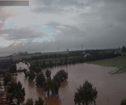 حين تتحول رخصة تربية الدجاج إلى رخصة لإيذاء الساكنة بجماعة أولاد سعيد