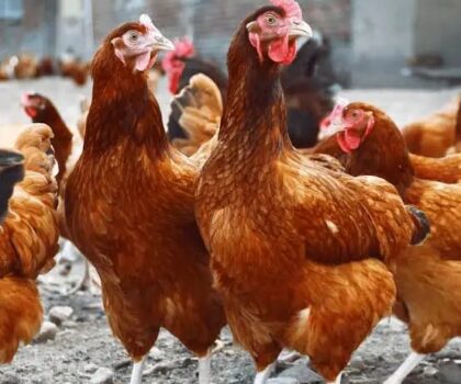 وضعية قطاع إنتاج كتاكيت اللحم واللحوم البيضاء