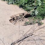 خطير…حفر كبيرة تهدد مستعملي الطريق بدوار الخضر تحت قنطرة الطريق السيار الجديدة-أسفي