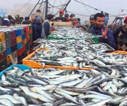 غلاء السردين يدفع المغاربة نحو الأسماك المجمدة خلال رمضان