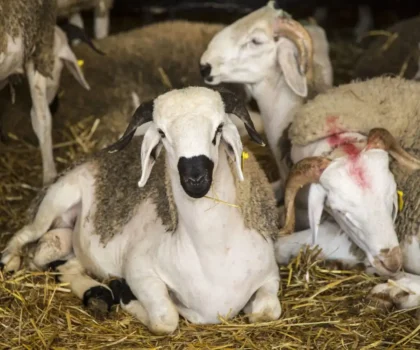 بايتاس: شعيرة نحر الأضحية ستقام خلال عيد الأضحى المقبل