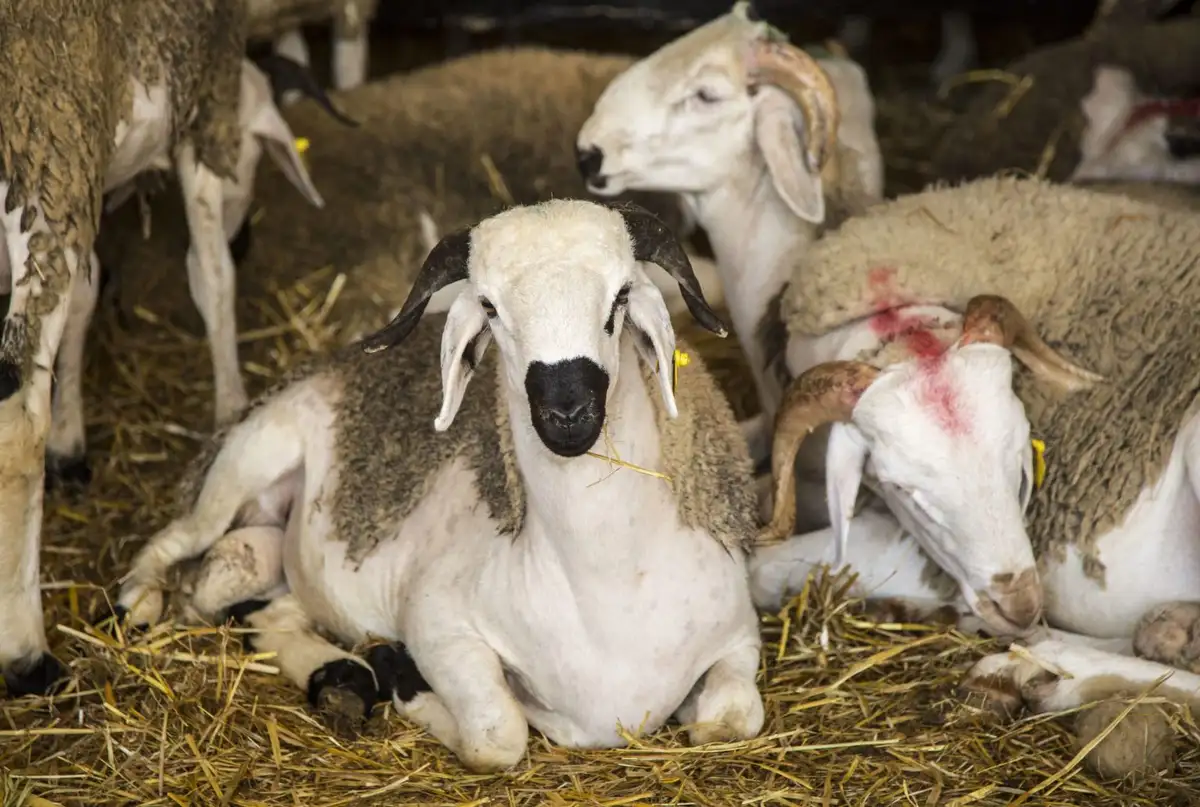 بايتاس: شعيرة نحر الأضحية ستقام خلال عيد الأضحى المقبل