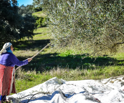 ثورة زراعية في بني ملال: العلم ينهي عقودا من العشوائية في حقول الزيتون