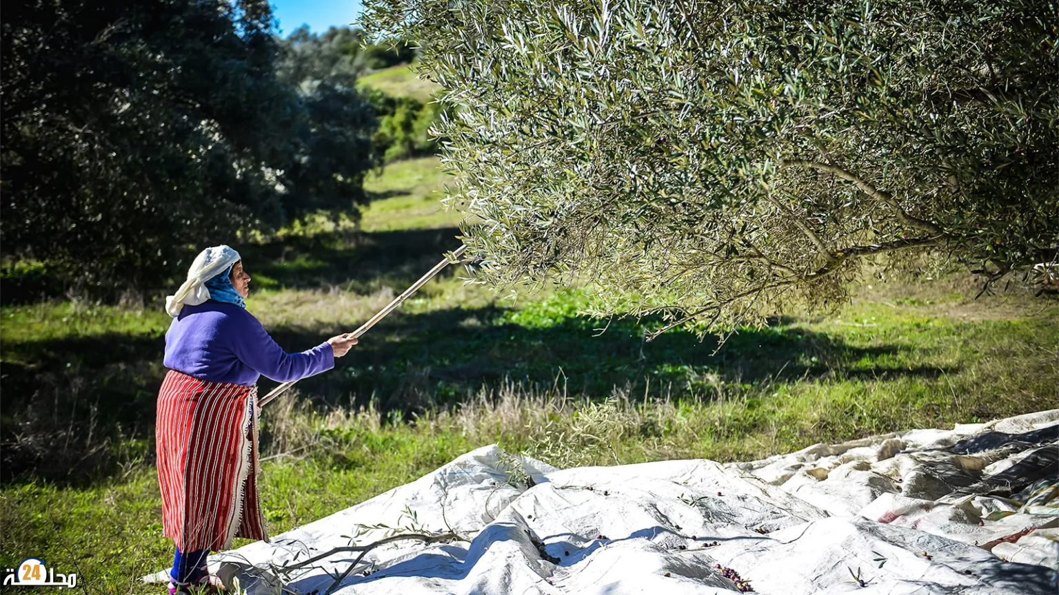 ثورة زراعية في بني ملال: العلم ينهي عقودا من العشوائية في حقول الزيتون