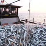 توجه لإغلاق مصيدة السردين بسواحل أكادير شهرا كاملا لحماية المخزون السمكي