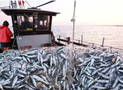 توجه لإغلاق مصيدة السردين بسواحل أكادير شهرا كاملا لحماية المخزون السمكي