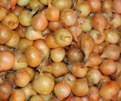 البصل الإسباني يغزو الأسواق المغربية بين انخفاض الأسعار وتساؤلات الجودة