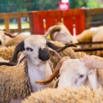 شناقة الأزمات يشحذون سكاكين الانتقام… تضليل رقمي واحتكار يلهب سوق الأضاحي