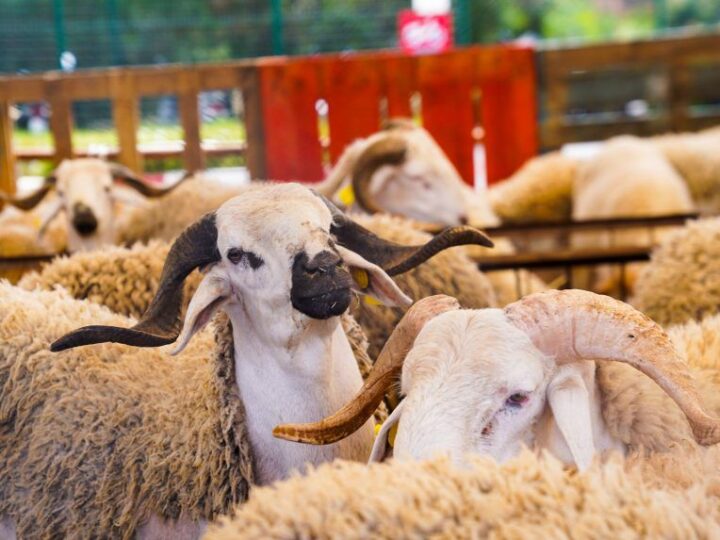 شناقة الأزمات يشحذون سكاكين الانتقام… تضليل رقمي واحتكار يلهب سوق الأضاحي