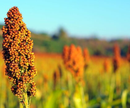 شحنة ذرة رفيعة برازيلية بـ32 ألف طن تصل المغرب مطلع مارس وسط توترات السوق العالمية