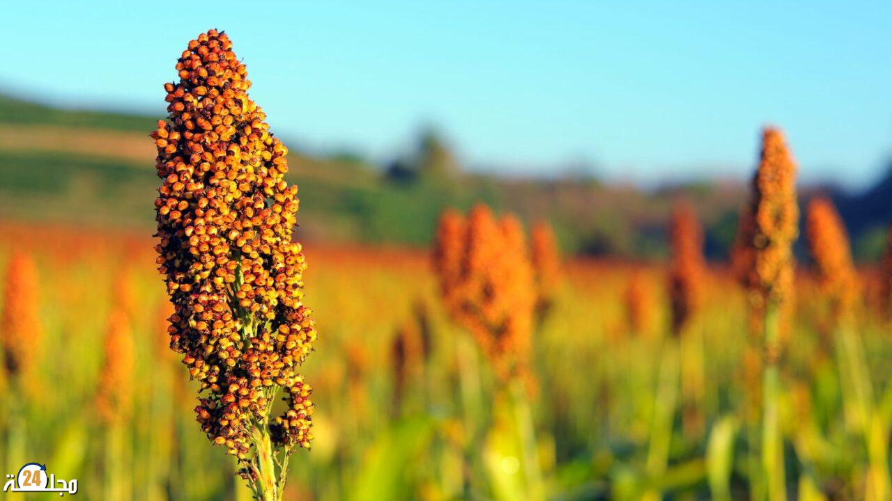 شحنة ذرة رفيعة برازيلية بـ32 ألف طن تصل المغرب مطلع مارس وسط توترات السوق العالمية