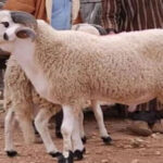 إطلاق عملية مراقبة القطيع الوطني و صرف الشطر الثاني من الدعم المباشر